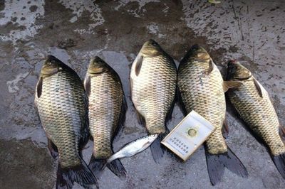 黑坑釣滑魚(yú)餌料這樣配 用起來(lái)跟釣生口魚(yú)差不多